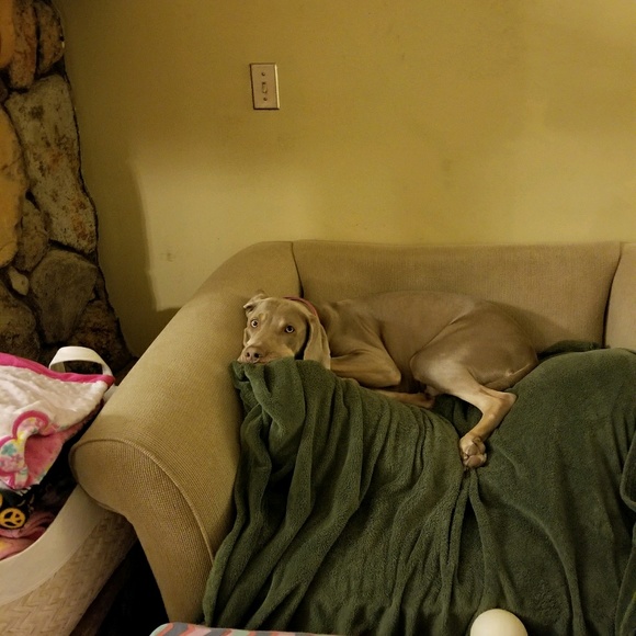 Meet your Posher, Laurie - Picture 1 of 1